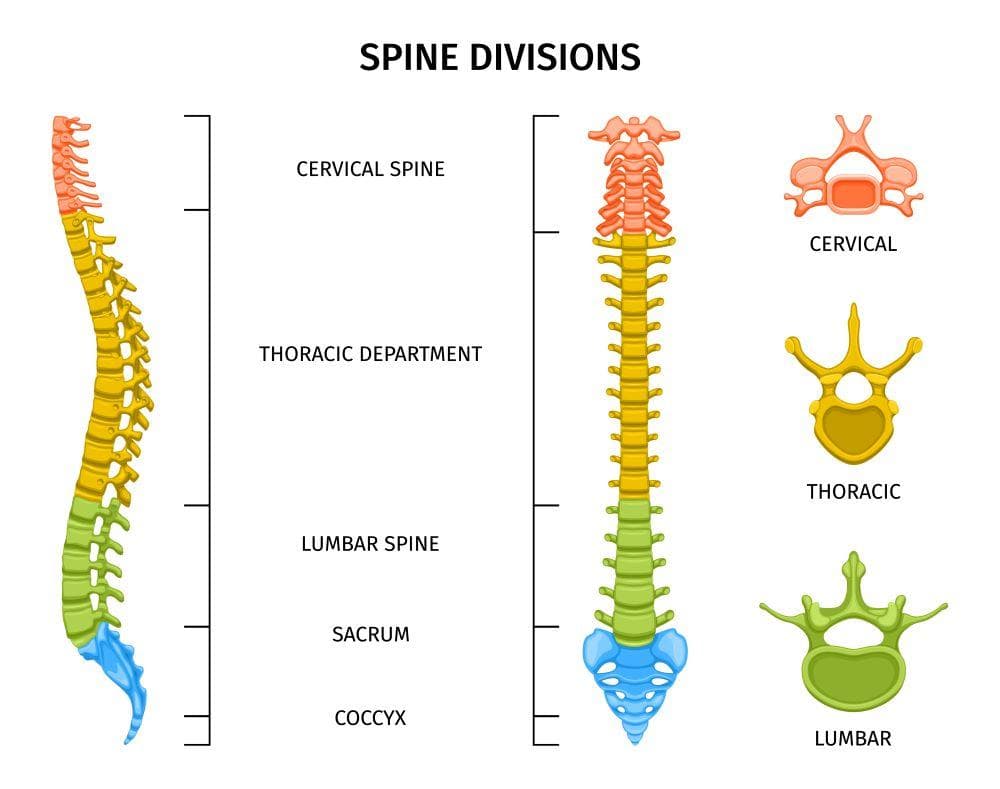 Spine Divisions