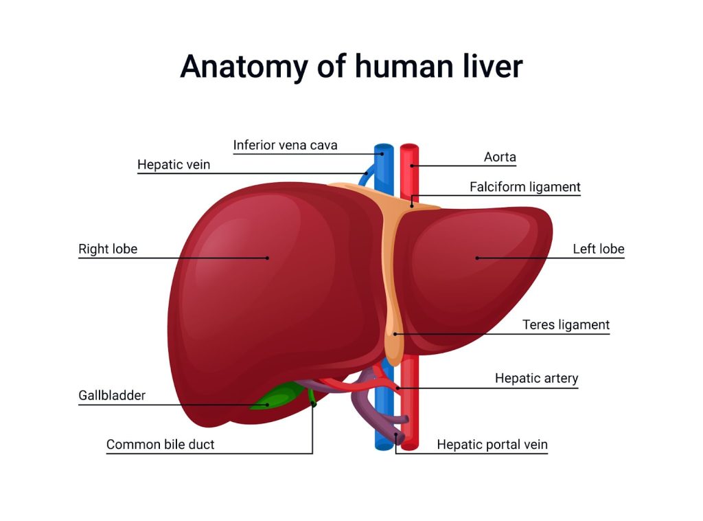 Understanding the Symptoms and Treatments to Liver Cancer | Omega Hospitals