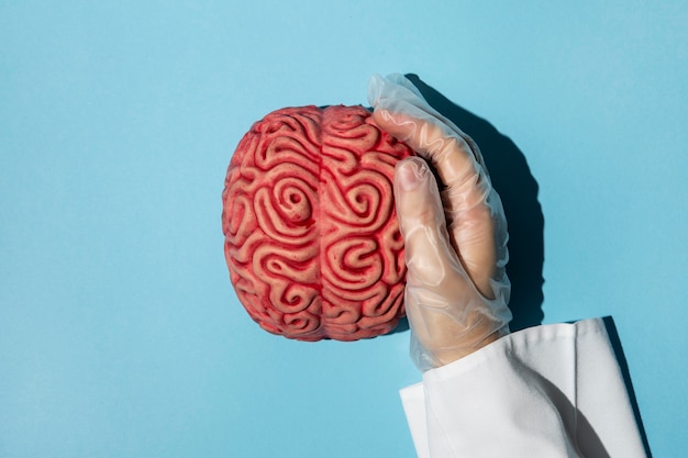 Top view person holding a brain